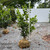 Prunus laurocerasus Nana 300211
